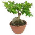 Ficus microcarpa ginseng Bonsai du Bonzwaze kamerplant