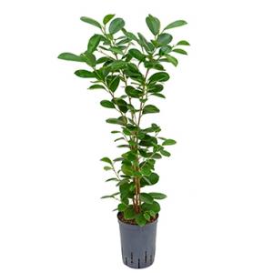 Ficus moclame 1pp hydrocultuur plant