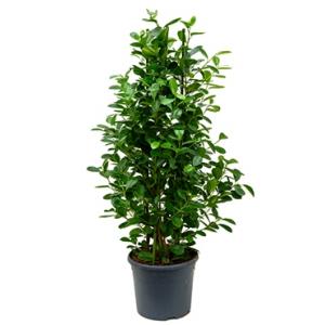 Ficus moclame XL kamerplant Ficus moclame XL kamerplant
