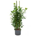 Ficus moclame 3pp M hydrocultuur plant