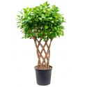 Ficus moclame gevlochten M kamerplant