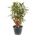 Ficus petit melany kamerplant