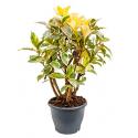 Ficus petit tineke kamerplant