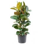 Ficus robusta L3 kamerplant