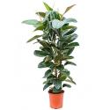 Ficus robusta XL kamerplant