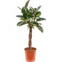 Ficus robusta gevlochten M kamerplant