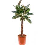 Ficus robusta gevlochten M kamerplant