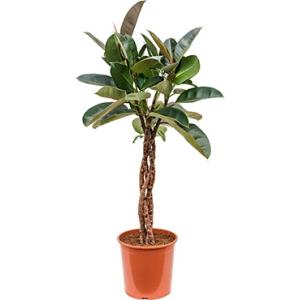 Ficus robusta gevlochten M kamerplant