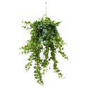 Hedera helix wonder XS hangplant