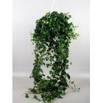 Hedera helix wonder M hangplant