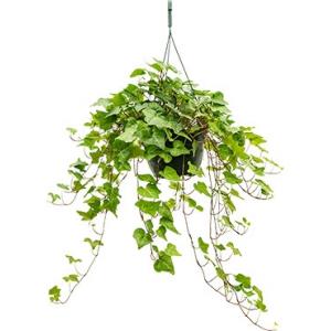 Hedera helix wonder S hangplant