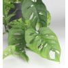 Monstera obliqua XXS gatenplant kamerplant