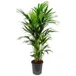 Kentia Palm howea forsteriana 10pp kamerplant