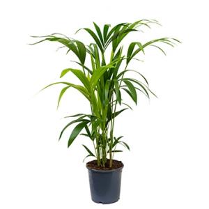 Kentia Palm howea forsteriana 5pp M kamerplant