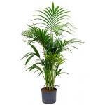 Kentia palm forsteriana yamba hydrocultuur plant