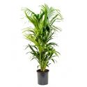 Kentia Palm howea forsteriana 8pp kamerplant