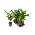 Kentia Palm forsteriana S Kamerplant