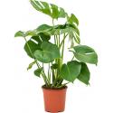 Monstera deliciosa L gatenplant kamerplant 