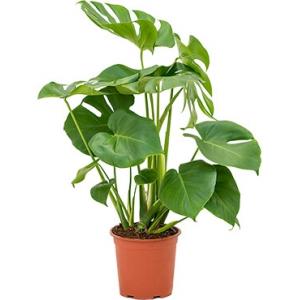 Monstera deliciosa L gatenplant kamerplant 