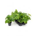 Monstera obliqua XXXS gatenplant kamerplant