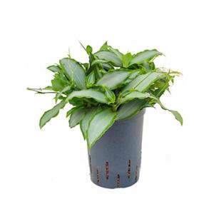 Murdannia bright star hydrocultuur plant