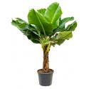 Bananenplant Musa dwarf cavendish XL2 kamerplant