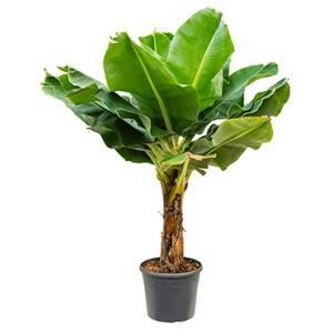 Bananenplant Musa dwarf cavendish XL2 kamerplant Bananenplant Musa dwarf cavendish XL2 kamerplant