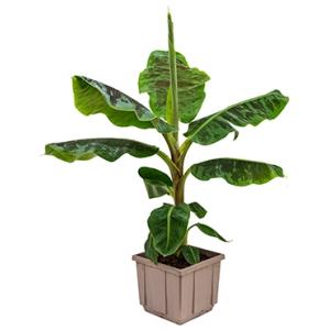 Bananenplant musa dwarf cavendish M kamerplant