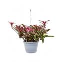 Neoregelia fireball donger hangplant