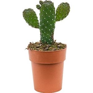 Opuntia cactus consolea XS kamerplant