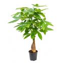 Pachira aquatica gevlochten S Geldboom Kamerplant