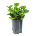 Peperomia green gold hydrocultuur plant