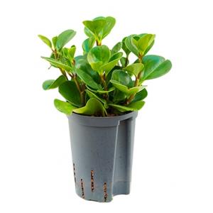 Peperomia green gold hydrocultuur plant
