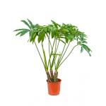 Philodendron fun bun kamerplant