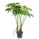 Philodendron fun bun L kamerplant