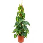 Philodendron grand brasil mosstok kamerplant