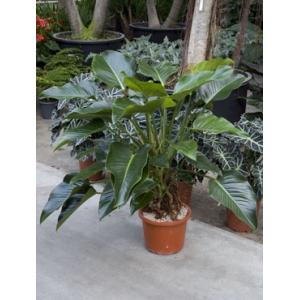 Philodendron green beauty kamerplant