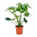 Philodendron green wonder S kamerplant