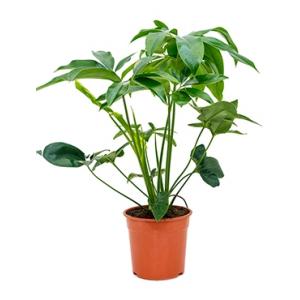 Philodendron green wonder S kamerplant