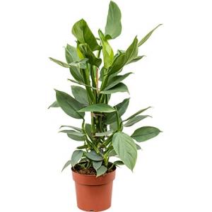 Philodendron hastatum S kamerplant