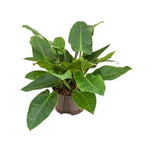 Philodendron imperial green L hydrocultuur plant Philodendron imperial green L hydrocultuur plant