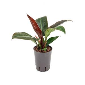 Philodendron imperial red S hydrocultuur plant