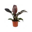 Philodendron imperial red S kamerplant