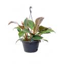 Philodendron imperial red S hangplant