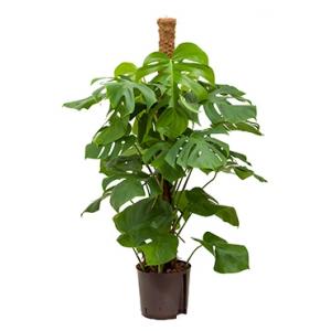 Monstera pertusem 120 gatenplant hydrocultuur plant Monstera pertusem 120 gatenplant hydrocultuur plant