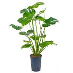 Monstera pertusem S gatenplant hydrocultuur plant