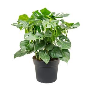 Monstera pertusem XXXL gatenplant kamerplant Monstera pertusem XXXL gatenplant kamerplant
