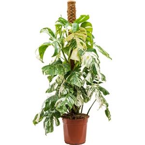 Monstera pertusem variegatum L gatenplant kamerplant