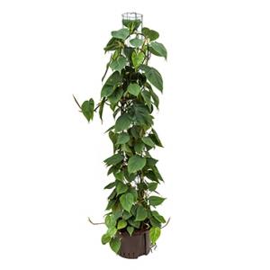 Philodendron scandens 150 hydrocultuur plant Philodendron scandens 150 hydrocultuur plant