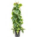 Philodendron scandens brasil mosstok 100 kamerplant